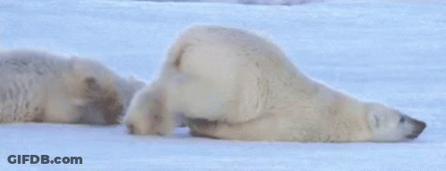 Two Polar Bears Are Laying In The Snow And One Is Laying On Its Back . GIF