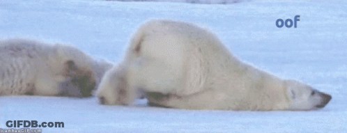 Two Polar Bears Are Laying In The Snow And The Word Oof Is On The Bottom GIF