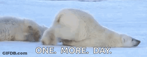 Two Polar Bears Are Laying In The Snow With The Words `` One More Day '' Written Above Them . GIF