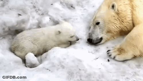 Two Polar Bears Are Playing In The Snow . GIF