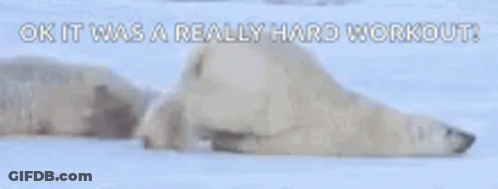 Two Polar Bears Laying In Snow Saying Ok It Was A Really Hard Workout GIF
