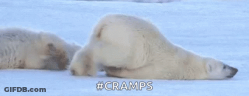 Two Polar Bears Lying In Snow, One On Back GIF