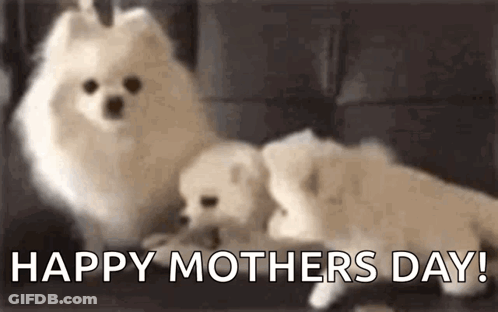 Two Pomeranian Dogs On Couch Saying Happy Mothers Day GIF