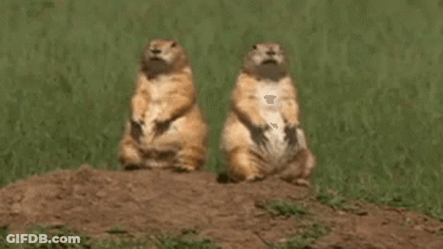 Two Prairie Dog Harmonize GIF