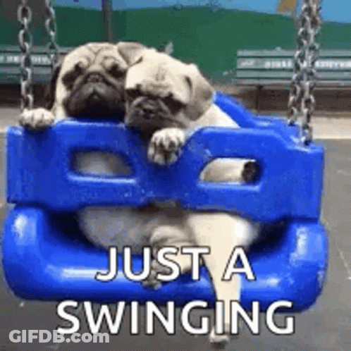 Two Pug Dogs Sitting On Blue Swing Saying Just A Swinging GIF