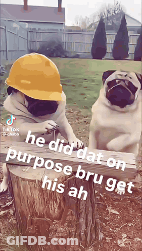Two Pug Dogs Wearing Hard Hats Are Sitting On A Stump GIF