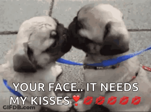 Two Pug Puppies Kissing Each Other With The Caption Your Face It Needs My Kisses GIF