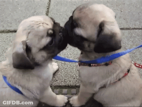 Two Pug Puppies On A Leash Are Kissing GIF
