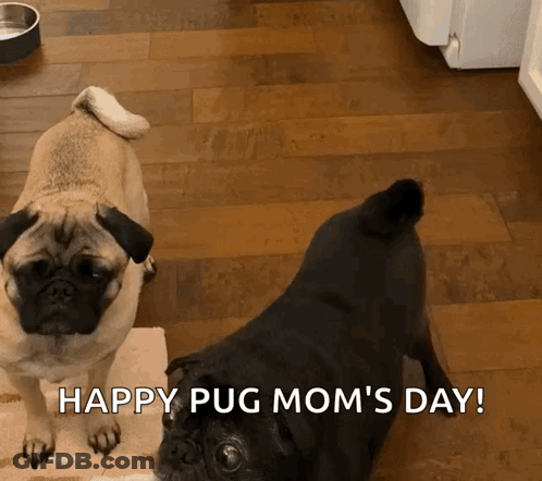 Two Pugs Happy Pug Moms Day GIF