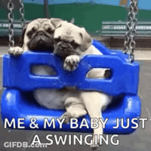 Two Pugs Sitting On Blue Swing In Playground GIF