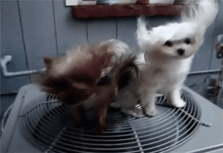 Two Puppies Air Conditioning GIF
