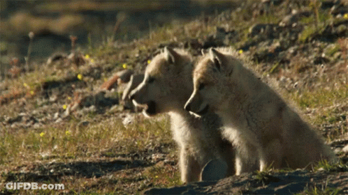 Two Puppies Are Sitting Next To Each Other On A Hillside GIF