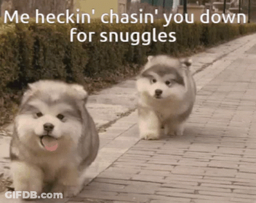 Two Puppies Chasing For Snuggles GIF