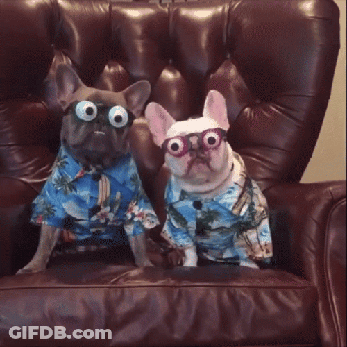 Two Puppies Googly Eyes GIF
