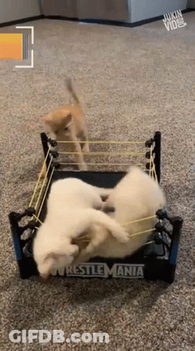 Two Puppies In A Wrestlemania Ring GIF