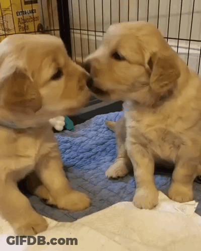 Two Puppies Kissing In Front Of Box GIF