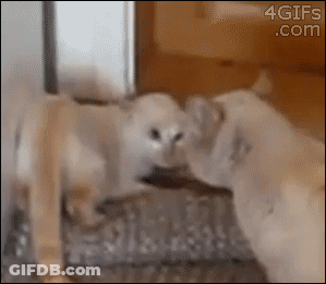Two Puppies Kissing In Front Of Mirror 4GIFs GIF