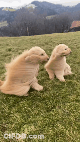 Two Puppies Playing In A Field With Mountains GIF
