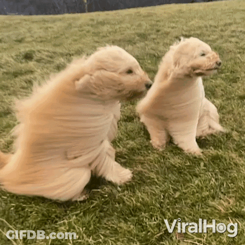 Two Puppies Playing In Grass GIF