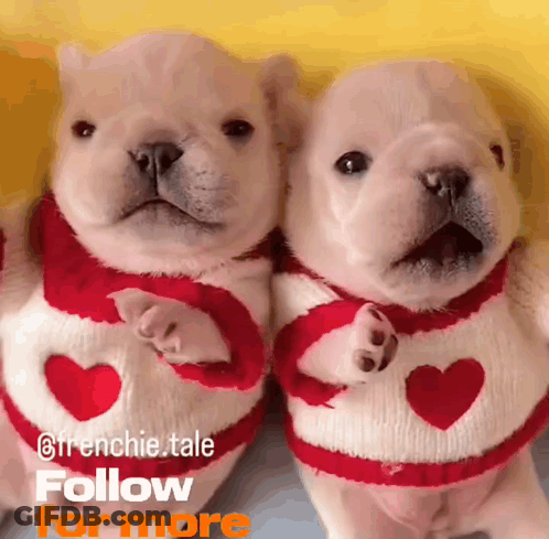 Two Puppies Wearing Red Sweaters With Hearts On Them GIF
