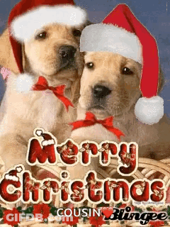 Two Puppies Wearing Santa Hats And Bows Are On A Merry Christmas Card . GIF
