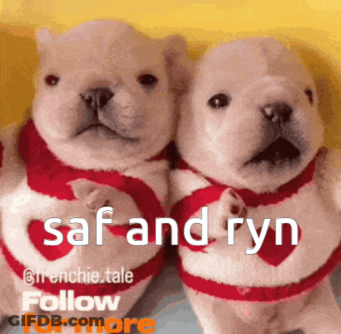 Two Puppies Wearing Sweaters That Say Saf And Ryn On Them GIF