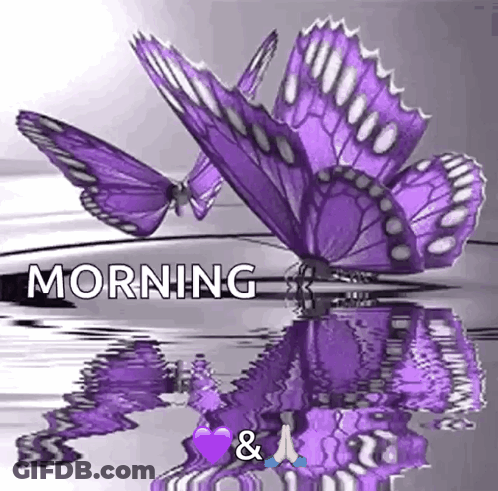 Two Purple Butterflies Are Sitting On Top Of A Body Of Water With The Words Morning And A Heart . GIF