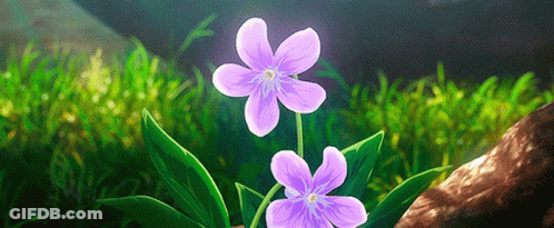 Two Purple Flowers Are Growing Out Of A Rock In The Grass . GIF