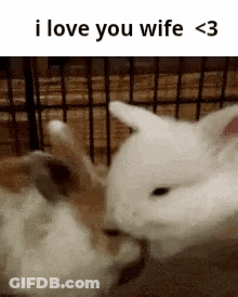 Two Rabbits Are Kissing Each Other In A Cage With The Caption I Love You Wife < 3 . GIF