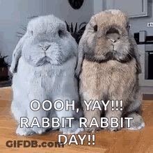 Two Rabbits Are Sitting On A Wooden Table . GIF