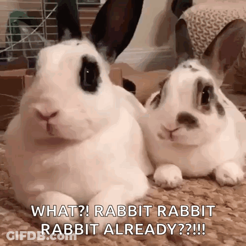 Two Rabbits Chatting GIF