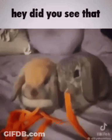 Two Rabbits Eating Carrots On Bed One Holding Carrot In Mouth GIF