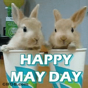 Two Rabbits In Happy May Day Cup GIF