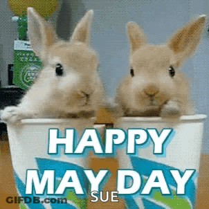 Two Rabbits In Happy May Day Cup GIF