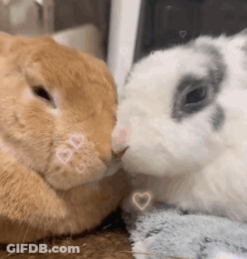 Two Rabbits Kissing With Hearts GIF
