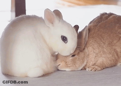 Two Rabbits Laying Next To Each Other GIF
