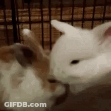 Two Rabbits Licking Each Other GIF