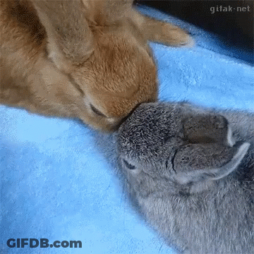Two Rabbits Licking Face On Blue Blanket GIF