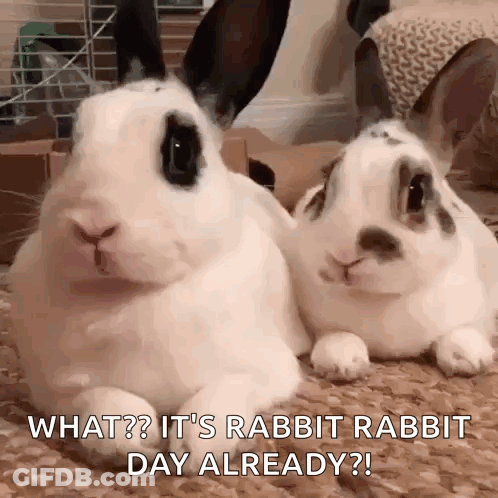 Two Rabbits Lying Next To Each Other GIF