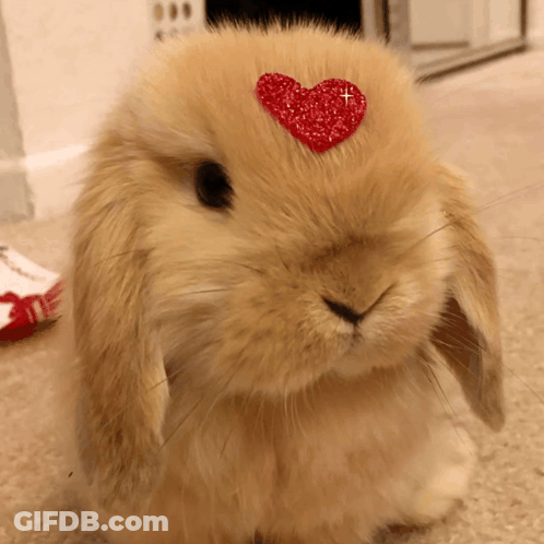 Two Rabbits Sitting In Cage GIF