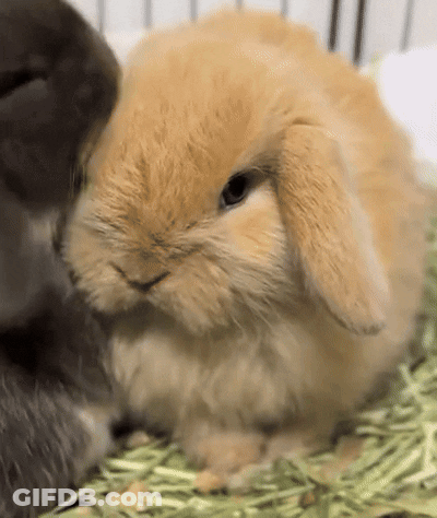 Two Rabbits Sitting In Cage GIF