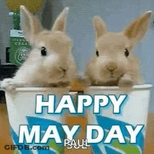 Two Rabbits Sitting In Cup Saying Happy May Day GIF