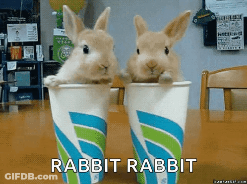 Two Rabbits Sitting In Cups GIF