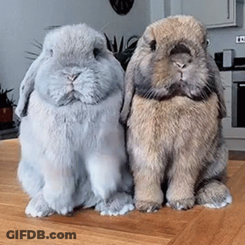 Two Rabbits Sitting Next To Each Other On A Wooden Table . GIF