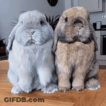 Two Rabbits Sitting On Wooden Table GIF