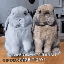 Two Rabbits Sitting On Wooden Table GIF