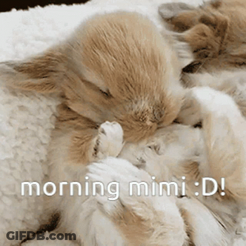 Two Rabbits Sleeping Morning Mimi GIF