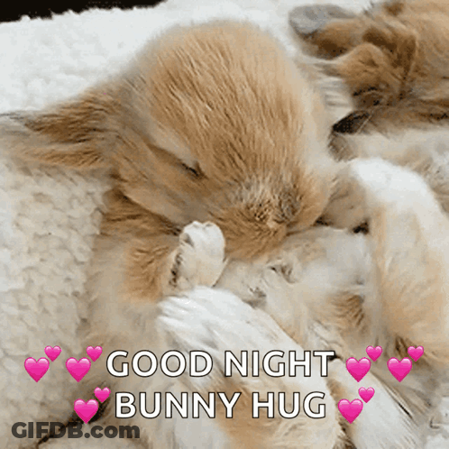 Two Rabbits Sleeping On Blanket Saying Good Night Bunny Hug GIF