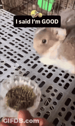 Two Rabbits Standing Next To Each Other Person Says I Said I'm Good GIF