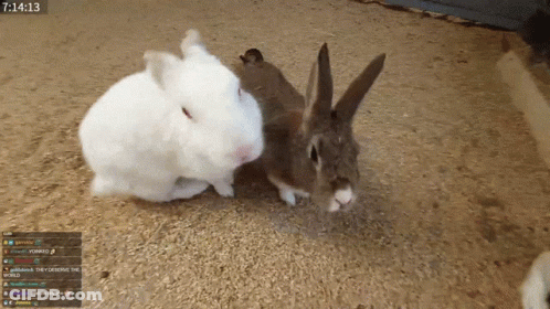Two Rabbits Standing Next To Each Other With The Time Of 7:14 GIF